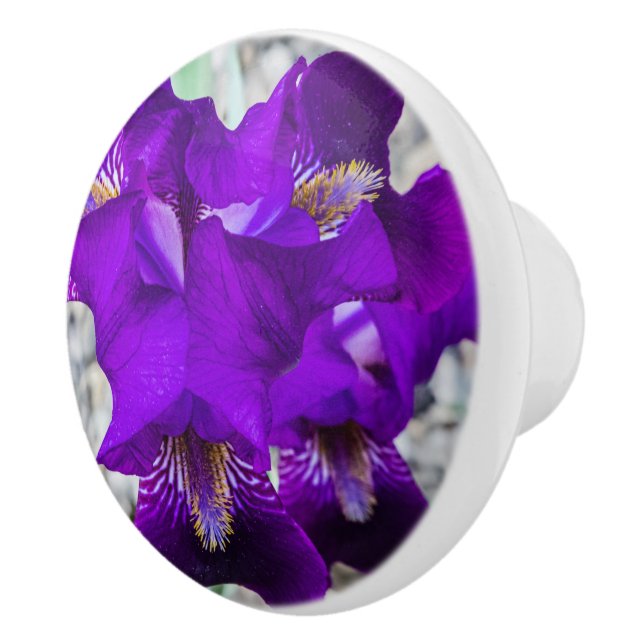 Snygg lila iris knopp (Höger)