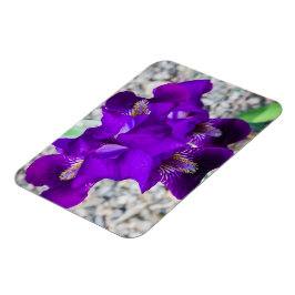 Snygg lila iris magnet