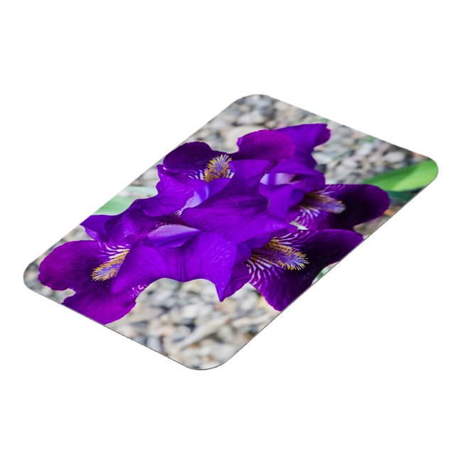 Snygg lila iris magnet (Vänstra Sidan)