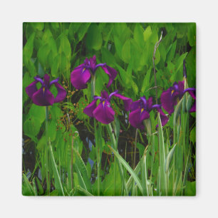Snygg Lila Iris Magnet