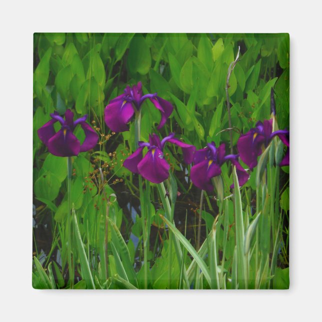 Snygg Lila Iris Magnet (Framsidan)
