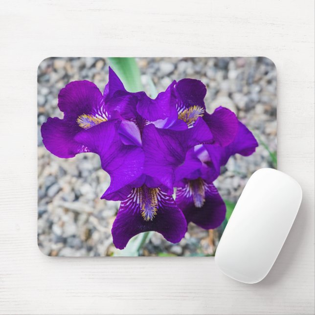 Snygg lila iris musmatta (Med mus)