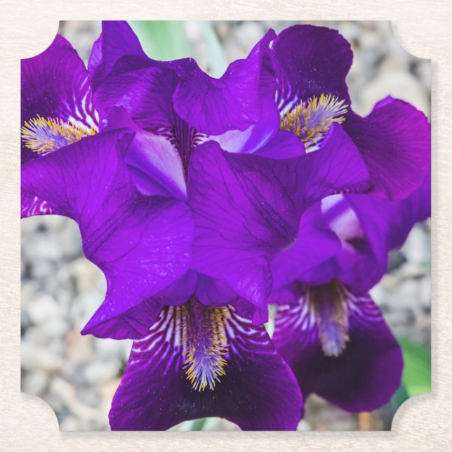 Snygg lila iris underlägg papper (Framsida)