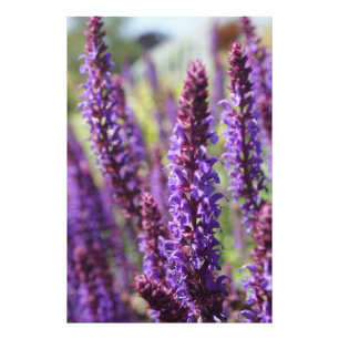 Snygg lila Lavender Flower Fototryck