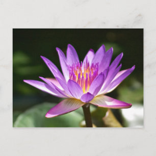 Snygg Lila och Gult Lotus Flower Photo! Vykort