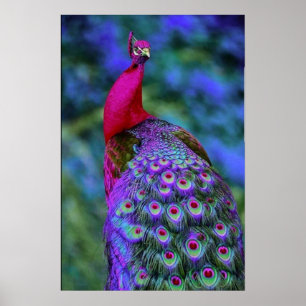 Snygg Lila Red Feather Färg Peacock Bird Poster