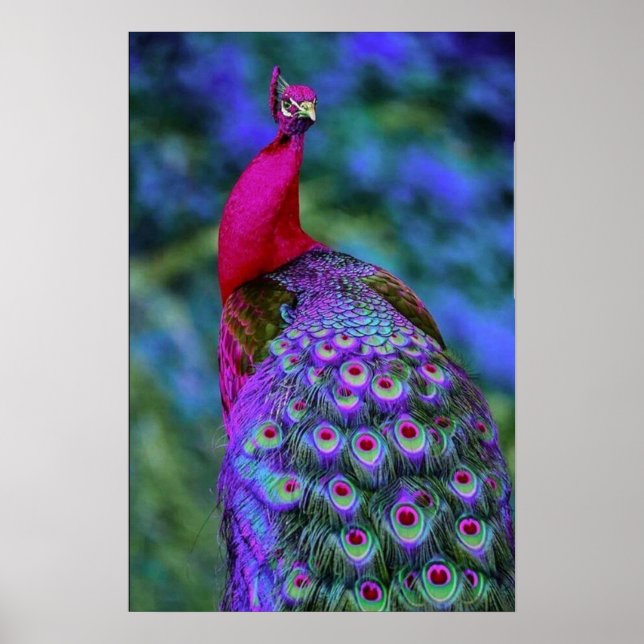 Snygg Lila Red Feather Färg Peacock Bird Poster (Framsidan)