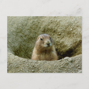 Snygg lilla Marmot Vykort