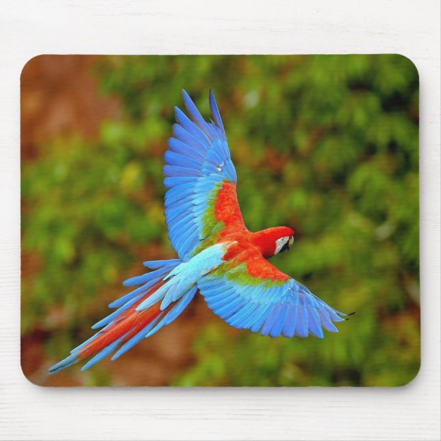 Snygg Macaw-Musmatta Musmatta (Framsidan)