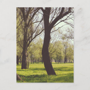 Snygg Meadow Vykort