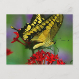 Snygg Monarch Butterfly Photo Vykort