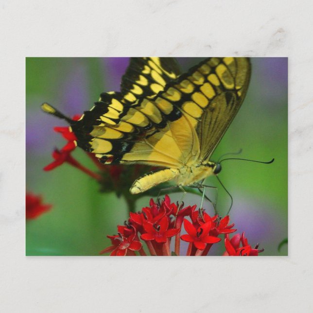 Snygg Monarch Butterfly Photo Vykort (Framsida)