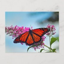 Snygg Monarch Butterfly Photo