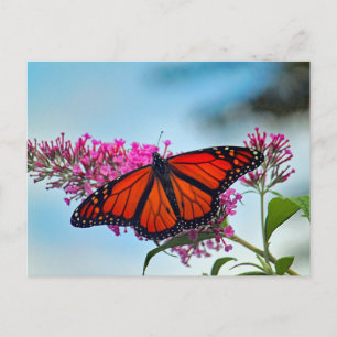 Snygg Monarch Butterfly Photo Vykort