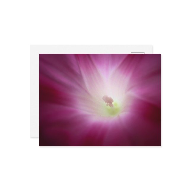 Snygg morgon Glory Brilliant Rosa Flower Art Vykort (Fram/Back In Situ)