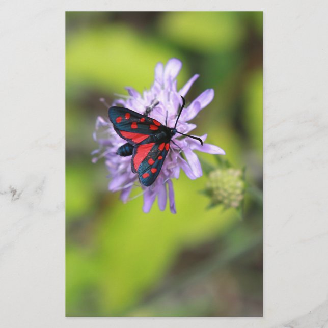 Snygg Moth (Framsida)