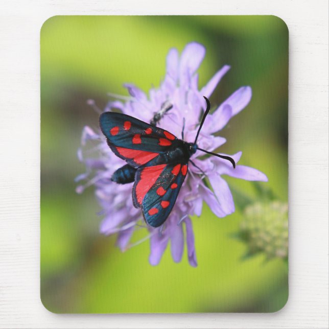 Snygg Moth Musmatta (Framsidan)