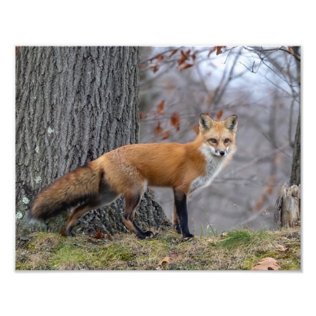 Snygg Mr Fox Fototryck (Framsidan)