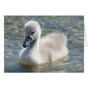 Snygg Mute Svan Duckling Hälsningskort