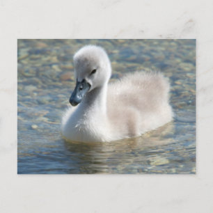 Snygg Mute Svan Duckling Vykort