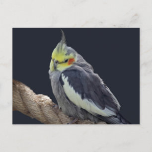Snygg Nymfparakit Julkort Vykort