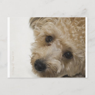 Snygg Ögon av en Yorkie Poo Puppy Vykort