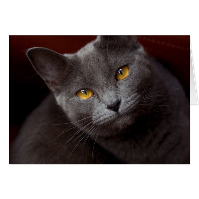 Snygg ögon OBS kort (Framsidan Horizontal)