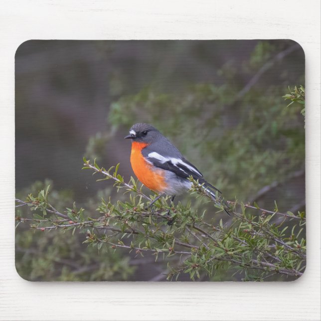 Snygg Orange Brested Flame Robin Musmatta (Framsidan)