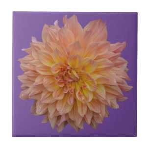 Snygg orange dahlia kakelplatta