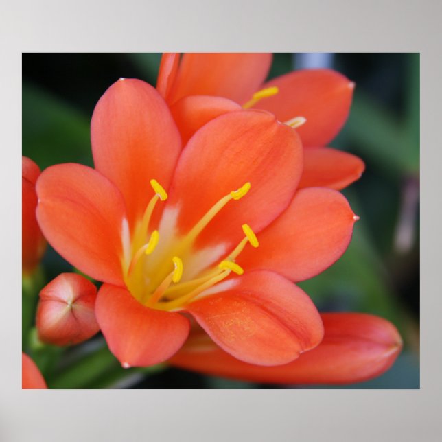 Snygg Orange Flower Photo Poster (Framsidan)