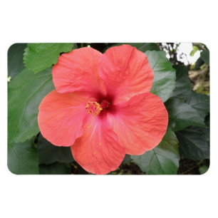Snygg Orange Hibiscus Flower Premium Magnet
