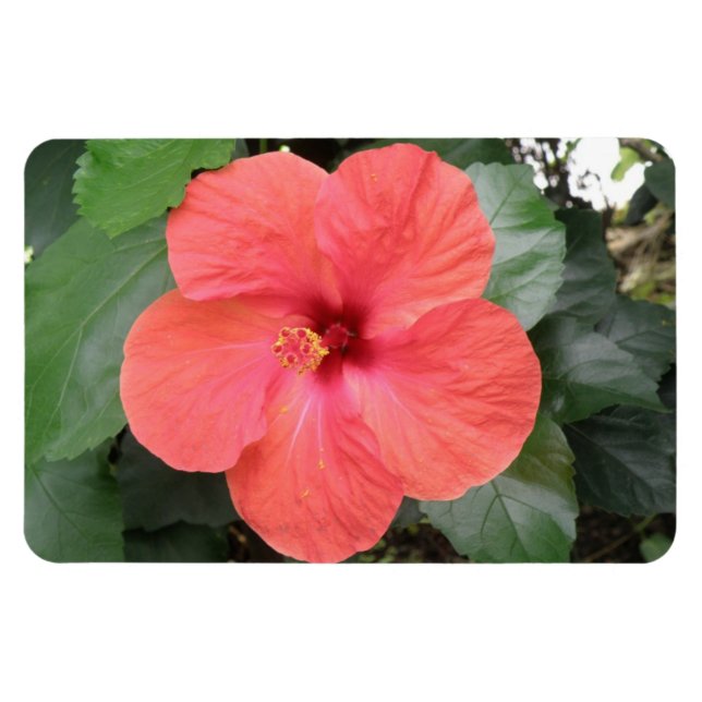 Snygg Orange Hibiscus Flower Premium Magnet (Horisontell)