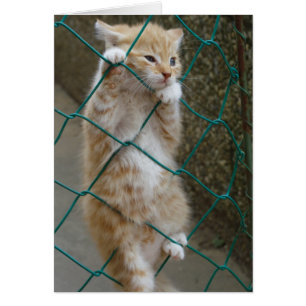 Snygg Orange Tabby Baby Hälsningskort