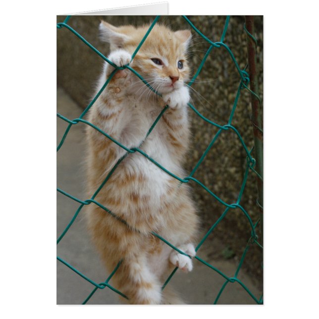 Snygg Orange Tabby Baby Hälsningskort (Framsidan)