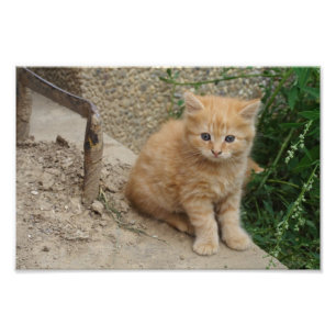 Snygg Orange Tabby Kitten Fototryck