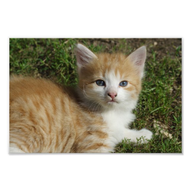 Snygg Orange Tabby Kitten Fototryck (Framsidan)