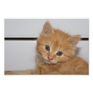 Snygg Orange Tabby Kitten Fototryck