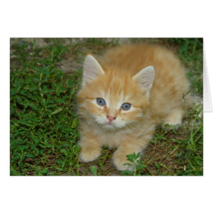 Snygg Orange Tabby Kitten Hälsningskort