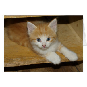 Snygg Orange Tabby Kitten Hälsningskort