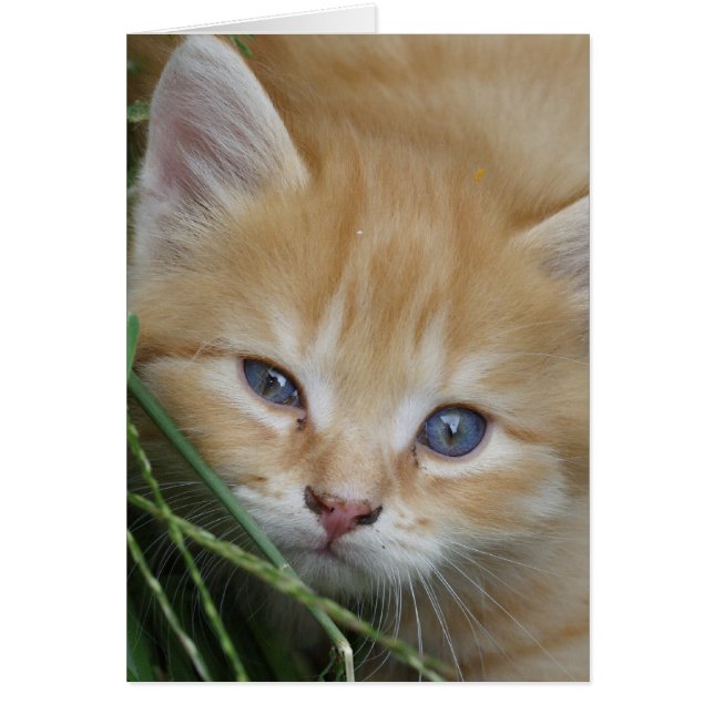 Snygg Orange Tabby Kitten Hälsningskort (Framsidan)