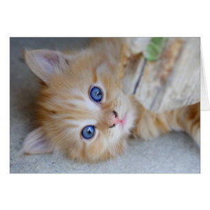Snygg Orange Tabby Kitten Hälsningskort