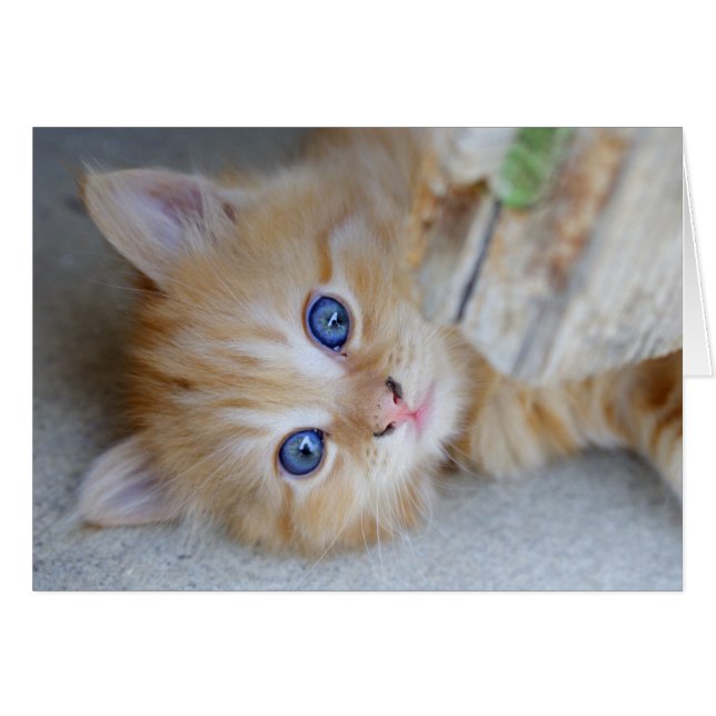 Snygg Orange Tabby Kitten Hälsningskort (Framsidan Horizontal)