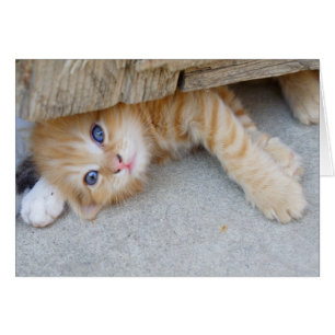 Snygg Orange Tabby Kitten Hälsningskort
