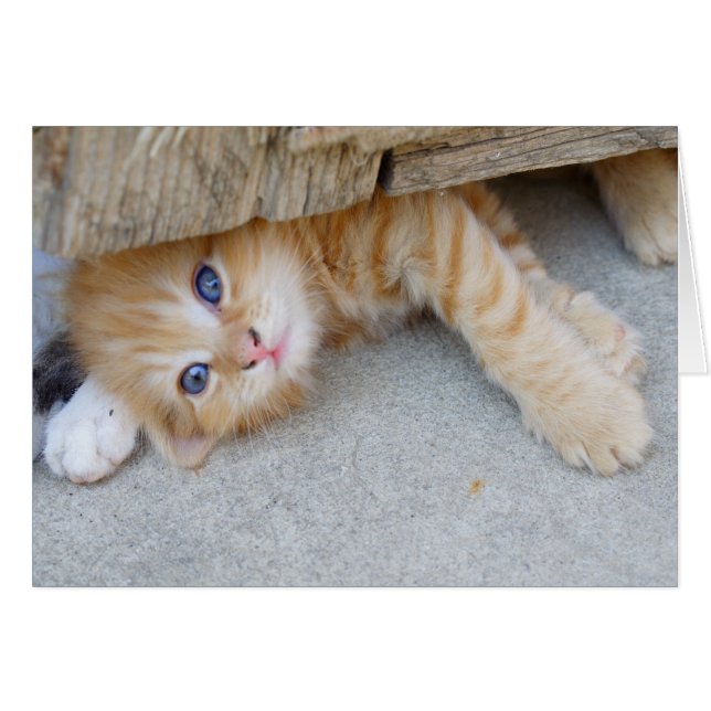 Snygg Orange Tabby Kitten Hälsningskort (Framsidan Horizontal)