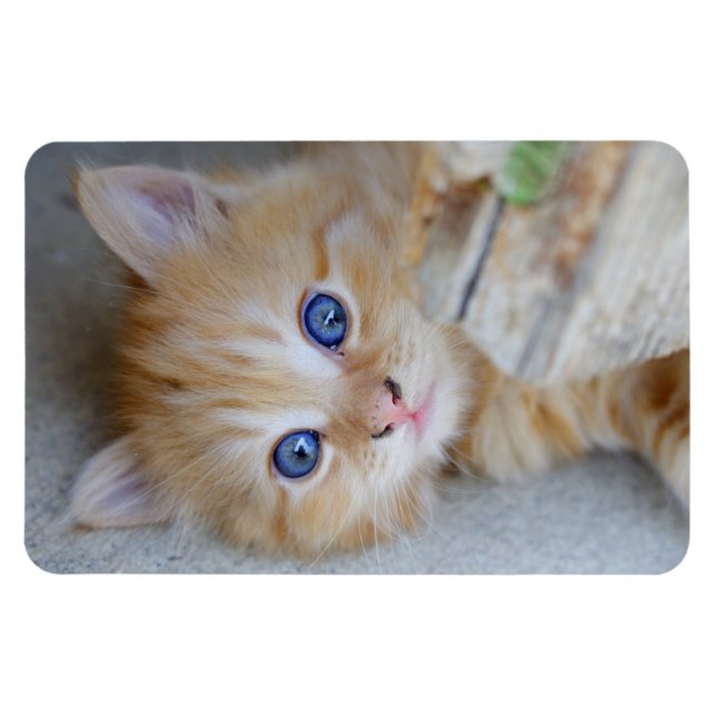 Snygg Orange Tabby Kitten Magnet (Horisontell)