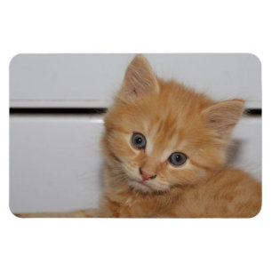 Snygg Orange Tabby Kitten Magnet