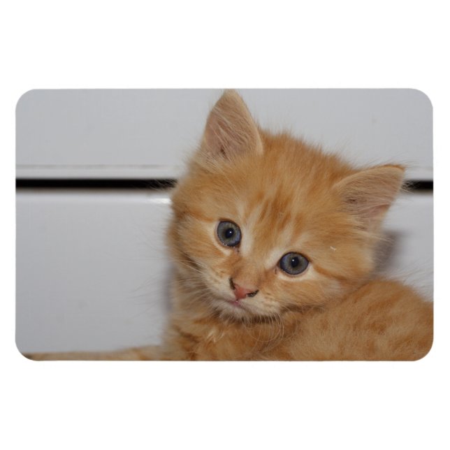 Snygg Orange Tabby Kitten Magnet (Horisontell)