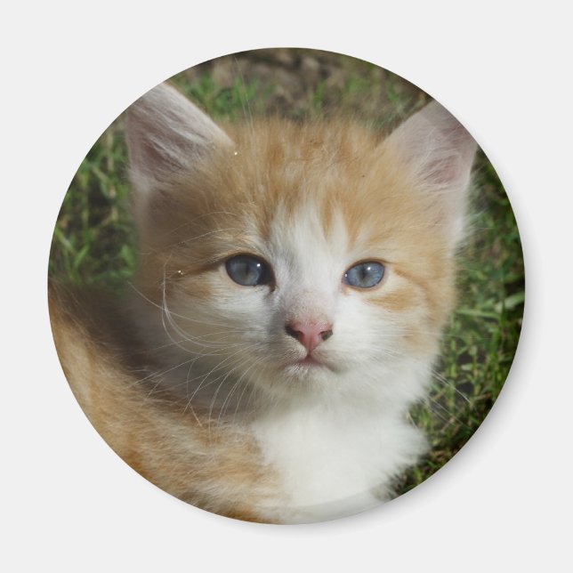 Snygg Orange Tabby Kitten Magnet (Framsidan)