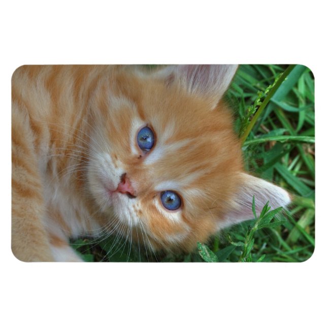 Snygg Orange Tabby Kitten Magnet (Horisontell)