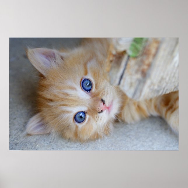 Snygg Orange Tabby Kitten Poster (Framsidan)